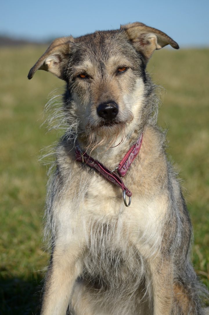 Ein rauhaariger Hund mit rosa Halsband sitzt auf einer sonnigen Wiese.